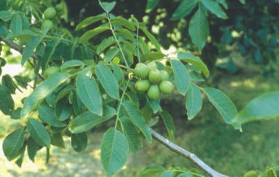 Interesting facts about the green walnut