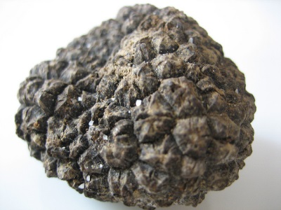 Appearance of truffle mushroom