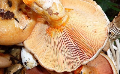 Pulp of saffron mushrooms