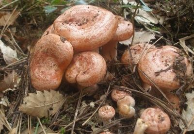 Camelinas are very common mushrooms in pine and spruce mushrooms