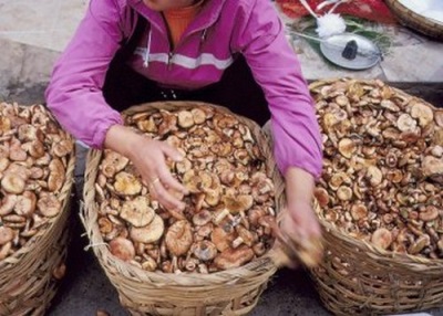 Tips on how to choose mushrooms and where to buy them