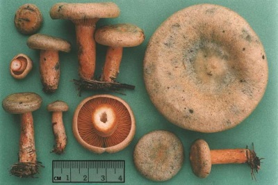 Characteristics of saffron mushrooms