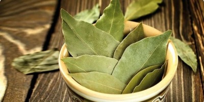 Useful properties of bay leaf