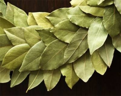 Harm and contraindications for the use of bay leaf