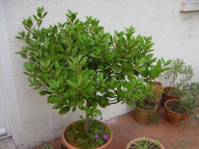 Laurel tree in a pot