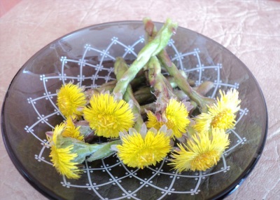 The chemical composition of coltsfoot