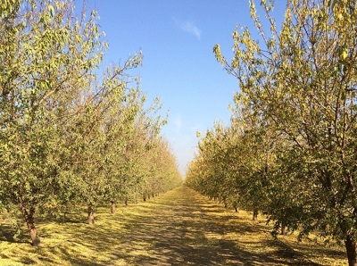 Almonds are cultivated in many European countries