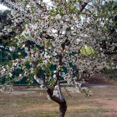 Almond tree varieties of ordinary almond 