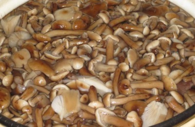 Honey mushrooms boiled