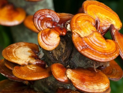 Reishi mushroom grows most widely distributed in China and Japan