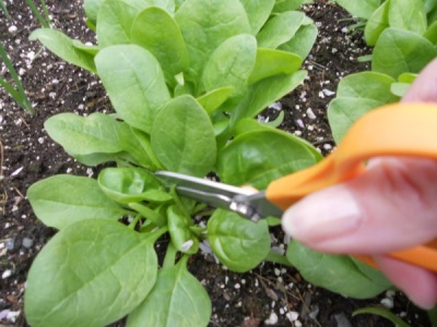 Harm and contraindications for spinach