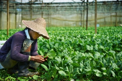 Spinach plantations in China