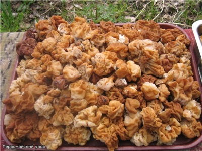Line mushrooms have some beneficial properties for the body 