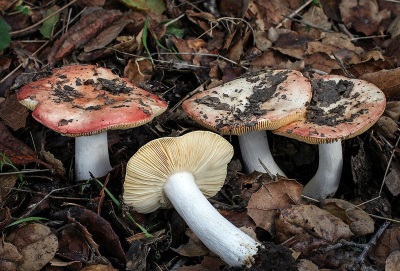 Russula grows almost everywhere