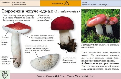 Russula is burning-caustic