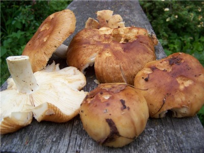Recommendations for choosing and buying mushroom valui