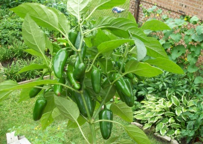 Appearance of plant and jalapeno pepper