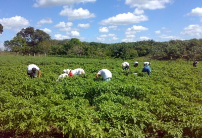 U Meksiku se jalapeno uzgaja gotovo posvuda.