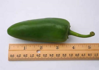 Characteristics of jalapeno pepper
