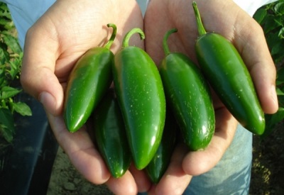 Jalapeno peppers have many health benefits