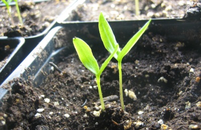 Growing jalapeno seeds