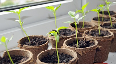 Picking and transplanting jalapeno seedlings