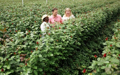 Plantaže ruža u Keniji