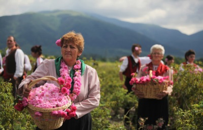Branje ružinih latica u Bugarskoj